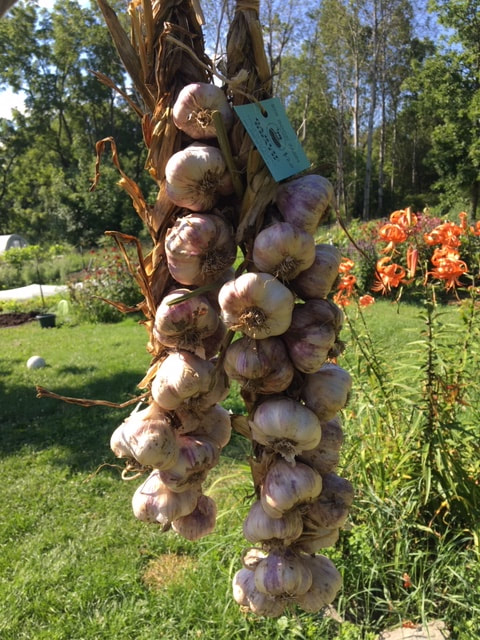 Garlic braid hanging on porch