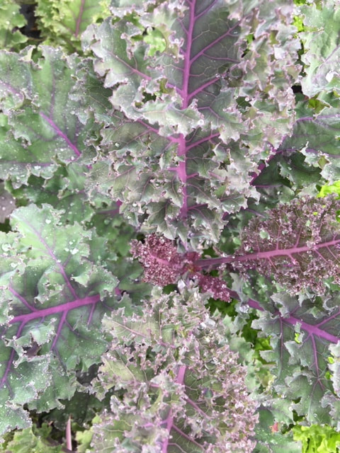 red kale