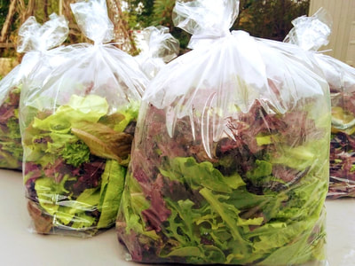 Bagged lettuce