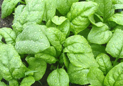 Closeup of spinach leaves