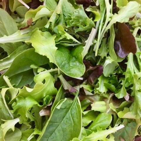 Baby lettuce after harvest
